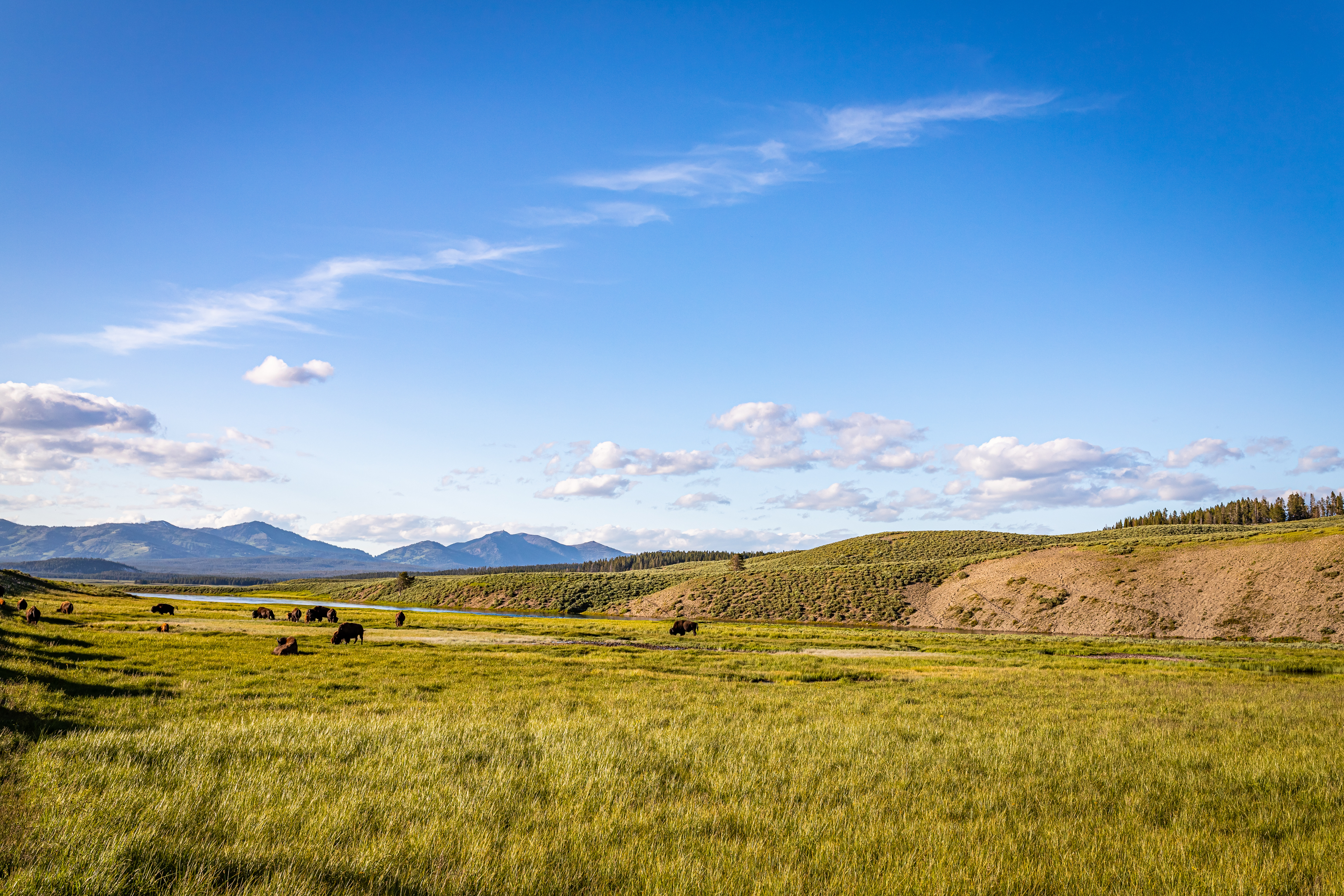 bison-image-wyoming